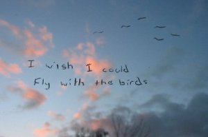 i wish i could fly with the birds