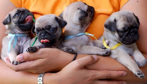 armful of baby pugs