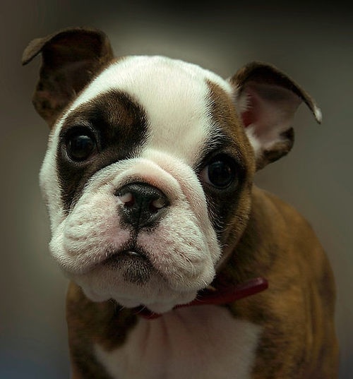 baby bulldog