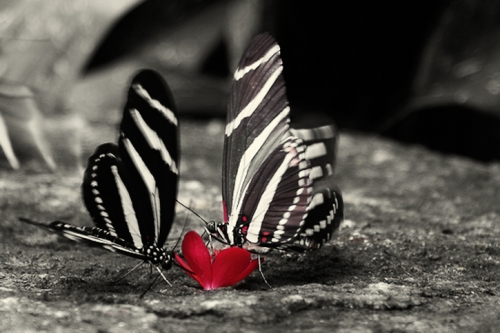black and white butterflies