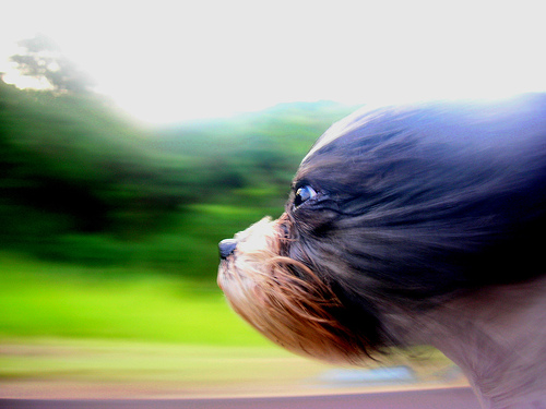 dog with head out window