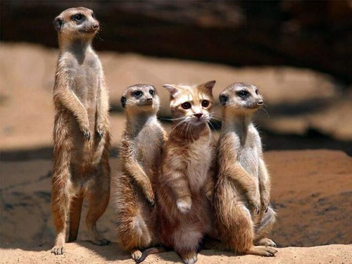 meercats and cat