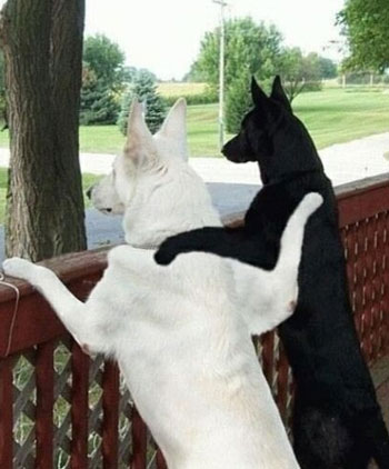 1 black, 1 white dog friends