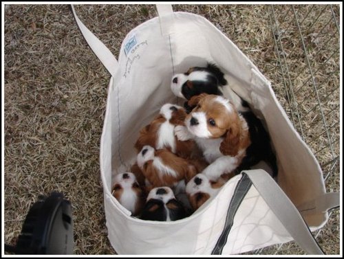 bag of cavaliers