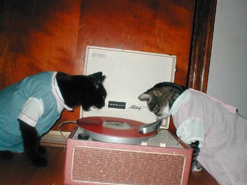 cats yelling at record player