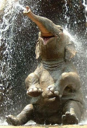 elephant playing in water
