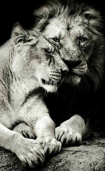 lion couple