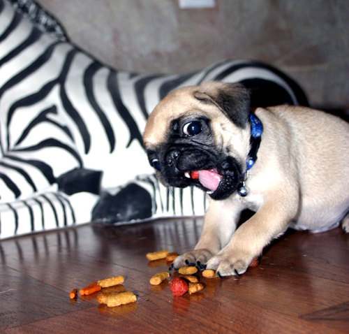 pug attacking treats