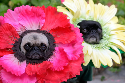 halloween flower pugs
