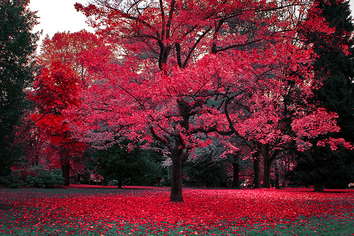 red tree