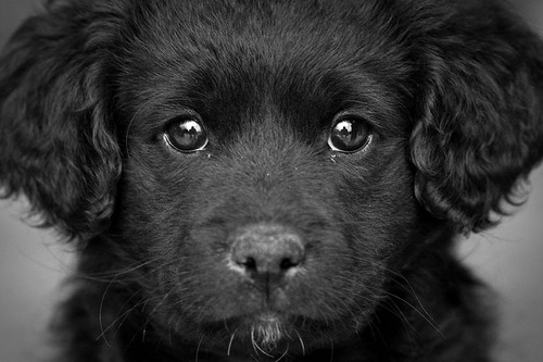 dog black close up