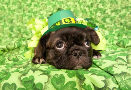 puppy-st patricks day