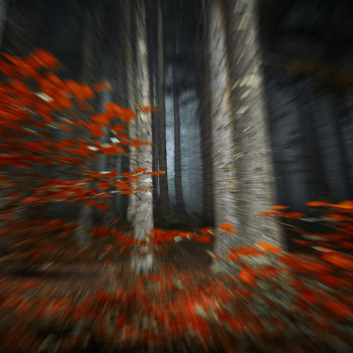 fall foliage zooming