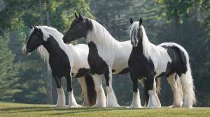 black and white horses